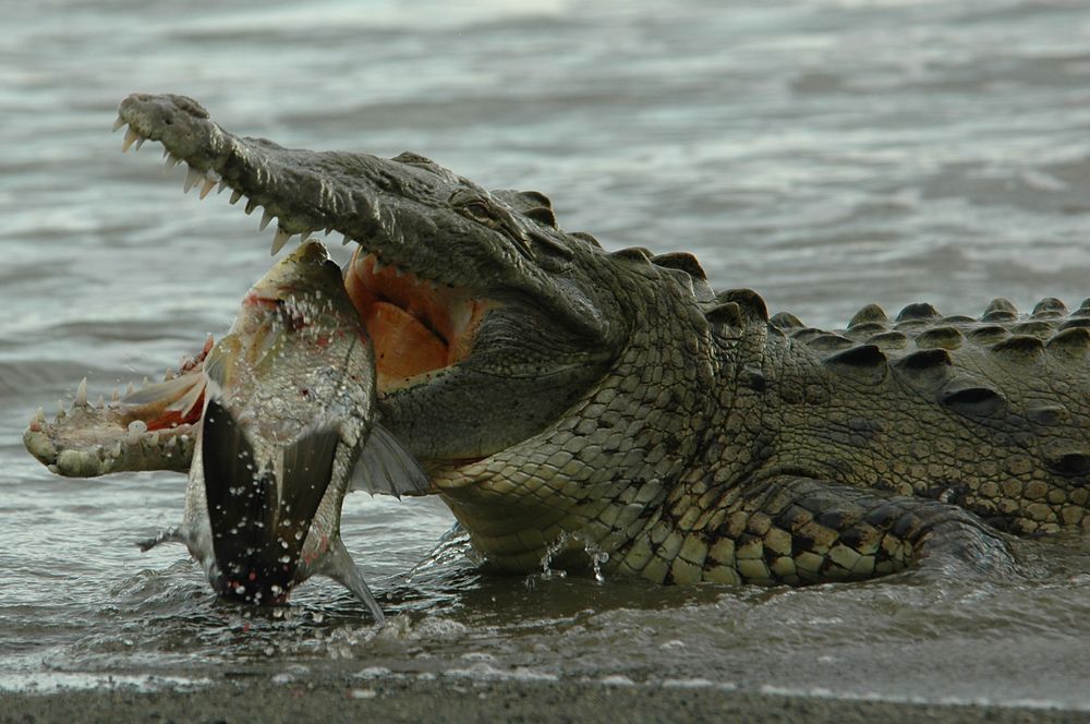 Carnivore Animals Eating