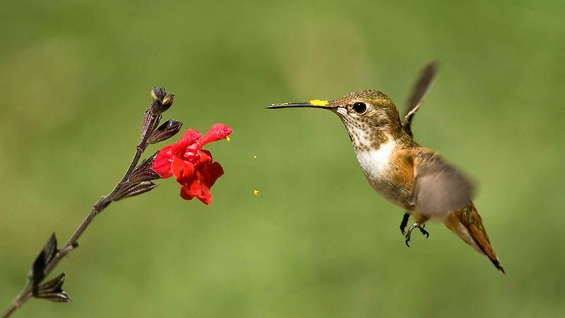 genius-community-pollination