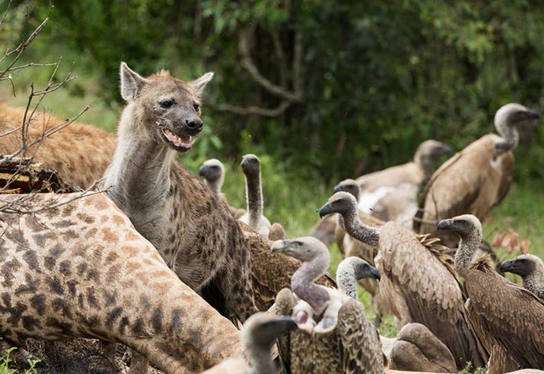 examples of scavengers