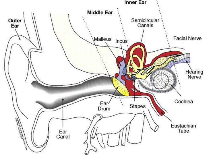 Malleus, incus and stapes are collectively known as the ear ossicles.