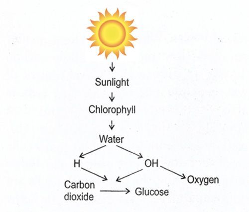 genius-community-photosynthesis-factors