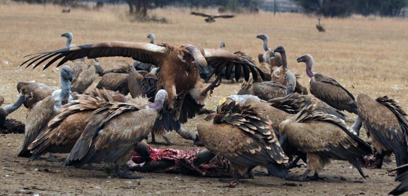 examples of scavengers animals