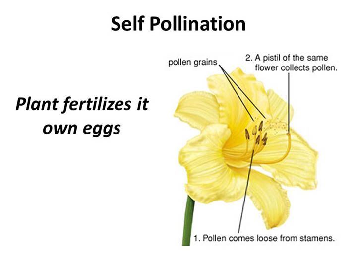 Genius Community | Pollination