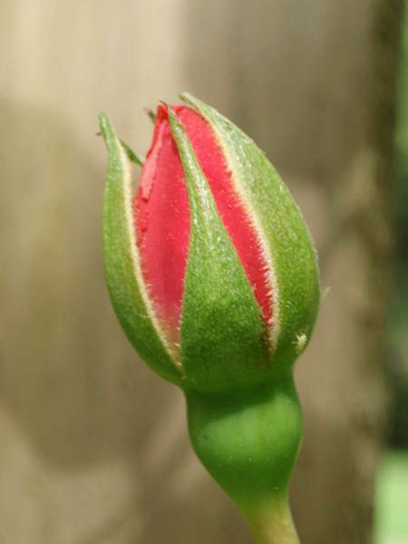 What Is The Function Of The Sepal On A Flower