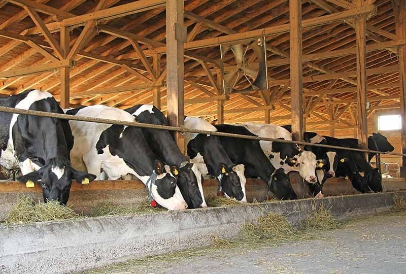 Cow House Is Called Cow House Is Called